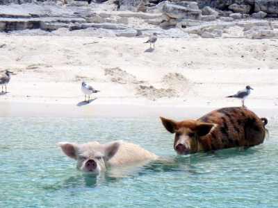 08.2012 Vorobek Bahamas - swimming pigs (cdorobek)  [flickr.com]  CC BY 
Información sobre la licencia en 'Verificación de las fuentes de la imagen'