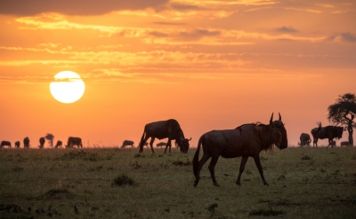 Preestreno: Mejor época para viajar a Masai Mara