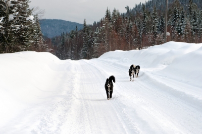 Preestreno: Mejor época para viajar a Siberia