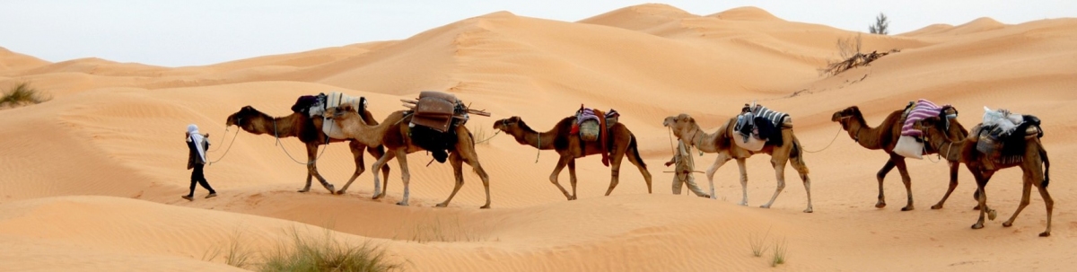 Kamel Karawane in Tunesien (Public Domain / Pixabay) Public Domain
Información sobre la licencia en 'Verificación de las fuentes de la imagen' Kamel Karawane in Tunesien (Public Domain / Pixabay) Public Domain
Información sobre la licencia en 'Verificación de las fuentes de la imagen'