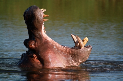 A Hippopotamus yawn (Grant Peters)  [flickr.com]  CC BY 
Información sobre la licencia en 'Verificación de las fuentes de la imagen'