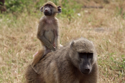 A Mother & Baby Baboon (Grant Peters)  [flickr.com]  CC BY 
Información sobre la licencia en 'Verificación de las fuentes de la imagen'