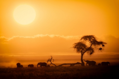 African Sunrise, Amboseli National Park (Ray in Manila)  [flickr.com]  CC BY 
Información sobre la licencia en 'Verificación de las fuentes de la imagen'