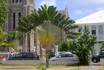 Basseterre - Tropical Tree near Cathedral (Roger W)  [flickr.com]  CC BY-SA 
Información sobre la licencia en 'Verificación de las fuentes de la imagen'