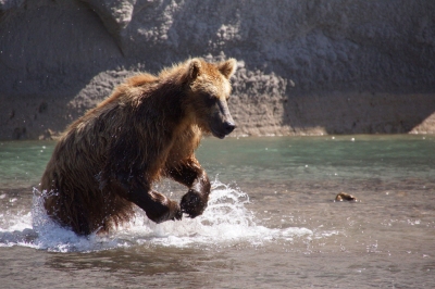 Bear Fishing (Harald Deischinger)  [flickr.com]  CC BY 
Información sobre la licencia en 'Verificación de las fuentes de la imagen'