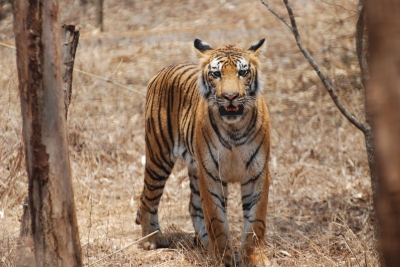 Bengal tiger, Karnataka, India (Paul Mannix)  [flickr.com]  CC BY 
Información sobre la licencia en 'Verificación de las fuentes de la imagen'