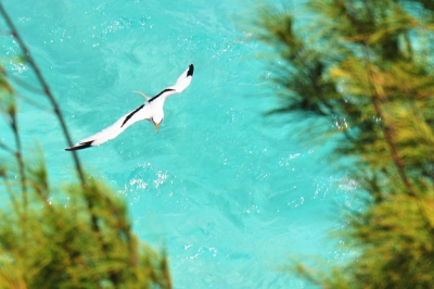 Bermuda Longtail (kansasphoto)  [flickr.com]  CC BY 
Información sobre la licencia en 'Verificación de las fuentes de la imagen'