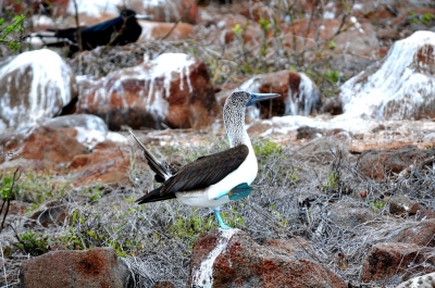 Blue-footed booby courtship dance on North Seymour Island (John Solaro (sooolaro))  [flickr.com]  CC BY-ND 
Información sobre la licencia en 'Verificación de las fuentes de la imagen'