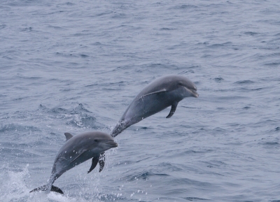 Bottlenose Dolphin (Tursiops truncatus) (Gregory "Slobirdr" Smith)  [flickr.com]  CC BY-SA 
Información sobre la licencia en 'Verificación de las fuentes de la imagen'