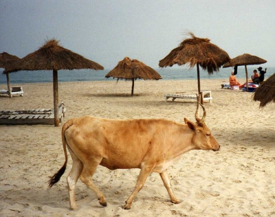 Cow on Kotu Beach (Leonora Enking)  [flickr.com]  CC BY-SA 
Información sobre la licencia en 'Verificación de las fuentes de la imagen'