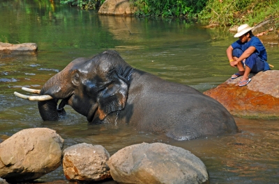 DGJ_4157 - One Happy Elephant, smiling (Dennis Jarvis)  [flickr.com]  CC BY-SA 
Información sobre la licencia en 'Verificación de las fuentes de la imagen'