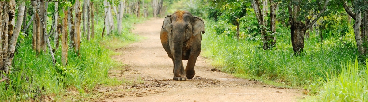 Elephant in Kui Buri national park (tontantravel)  [flickr.com]  CC BY-SA 
Información sobre la licencia en 'Verificación de las fuentes de la imagen'