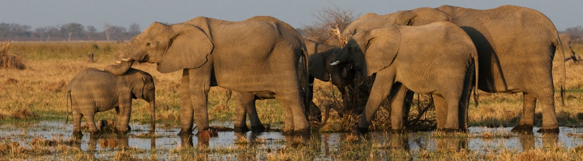 Elephants (Malcolm Macgregor)  [flickr.com]  CC BY 
Información sobre la licencia en 'Verificación de las fuentes de la imagen'