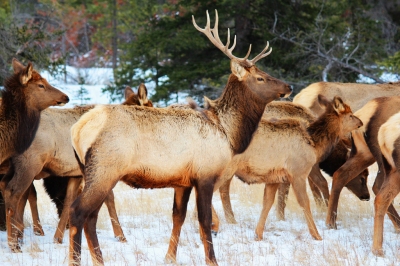 Elk: Wildlife beauty in Jasper National Park. (Peggy2012CREATIVELENZ)  [flickr.com]  CC BY 
Información sobre la licencia en 'Verificación de las fuentes de la imagen'