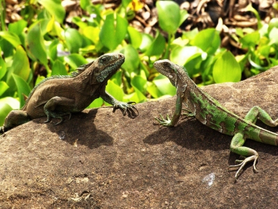 Preestreno: Mejor época para viajar a Guayana Francesa