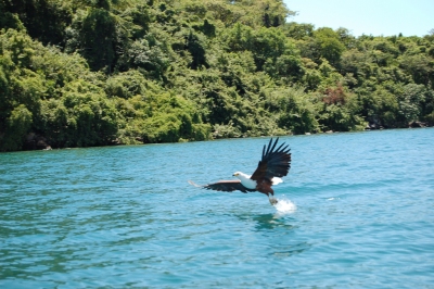 Fish Eagle, Lake Malawi (Joachim Huber)  [flickr.com]  CC BY-SA 
Información sobre la licencia en 'Verificación de las fuentes de la imagen'