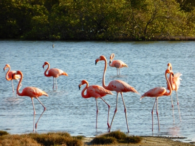 Flamengos at the mangroves (Bonaire 2014) (Paul Arps)  [flickr.com]  CC BY 
Información sobre la licencia en 'Verificación de las fuentes de la imagen'