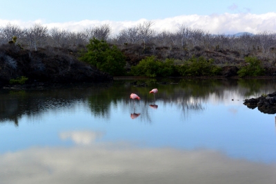 Flamingos on Santa Cruz Island in the Galapagos Islands (John Solaro (sooolaro))  [flickr.com]  CC BY-ND 
Información sobre la licencia en 'Verificación de las fuentes de la imagen'