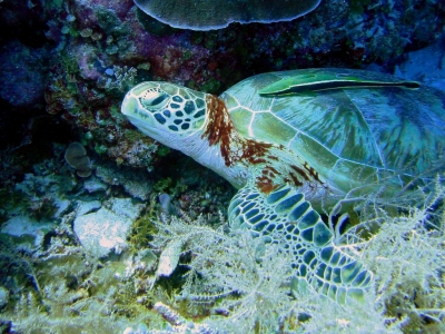 Hawksbill Turtle, Clarence's Wall, Palau (Matt Kieffer)  [flickr.com]  CC BY-SA 
Información sobre la licencia en 'Verificación de las fuentes de la imagen'