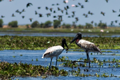 Jabiru | Garzón Soldado (Jabiru mycteria) (Fernando Flores)  [flickr.com]  CC BY-SA 
Información sobre la licencia en 'Verificación de las fuentes de la imagen'