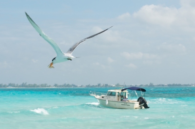 January 2011 - Vacation to Grand Cayman - Stingray City Tour - Stealing Squid (Pete Markham)  [flickr.com]  CC BY-SA 
Información sobre la licencia en 'Verificación de las fuentes de la imagen'