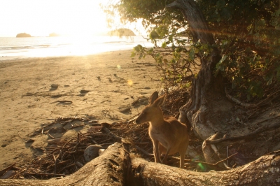 Kangaroo on the beach at Cape Hillsborough (Rob and Stephanie Levy)  [flickr.com]  CC BY 
Información sobre la licencia en 'Verificación de las fuentes de la imagen'