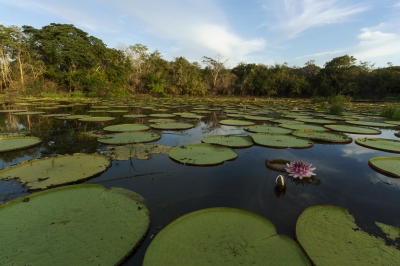 Karanambu Ranch - Guyana (Dan Sloan)  [flickr.com]  CC BY-SA 
Información sobre la licencia en 'Verificación de las fuentes de la imagen'