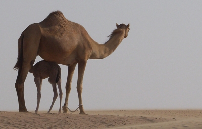 King of the Desert (HISHAM BINSUWAIF)  [flickr.com]  CC BY-SA 
Información sobre la licencia en 'Verificación de las fuentes de la imagen'