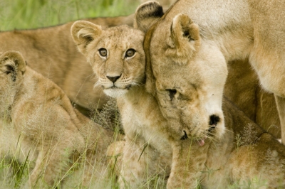 Lion Cub with Mother in the Serengeti (David Dennis)  [flickr.com]  CC BY-SA 
Información sobre la licencia en 'Verificación de las fuentes de la imagen'