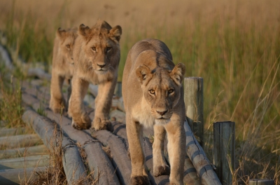 Lion line (Benjamin Hollis)  [flickr.com]  CC BY 
Información sobre la licencia en 'Verificación de las fuentes de la imagen'