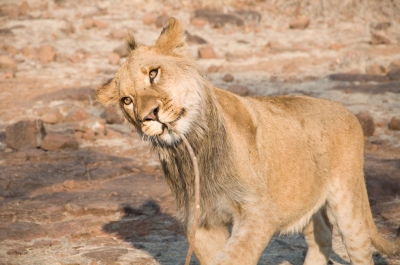 Lion Walk at Victoria falls Zimbabwe (nwhitford)  [flickr.com]  CC BY 
Información sobre la licencia en 'Verificación de las fuentes de la imagen'