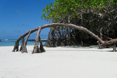 Mangrove arch 02 (dolma alonso)  [flickr.com]  CC BY-SA 
Información sobre la licencia en 'Verificación de las fuentes de la imagen'