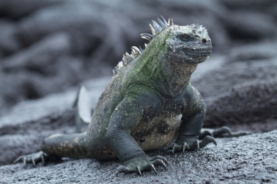 Marine iguana (Brian Gratwicke)  [flickr.com]  CC BY 
Información sobre la licencia en 'Verificación de las fuentes de la imagen'