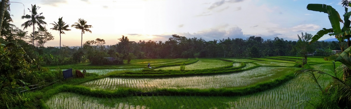 Menjelang Malam di Pematang Sawah (Ya, saya inBaliTimur)  [flickr.com]  CC BY-SA 
Información sobre la licencia en 'Verificación de las fuentes de la imagen'