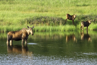 Moose Cow and Calves (Denali National Park and Preserve)  [flickr.com]  CC BY 
Información sobre la licencia en 'Verificación de las fuentes de la imagen'