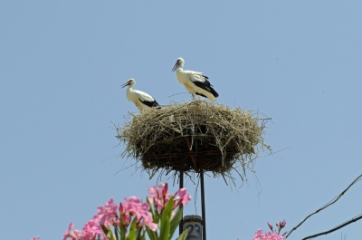 Nesting (Son of Groucho)  [flickr.com]  CC BY 
Información sobre la licencia en 'Verificación de las fuentes de la imagen'