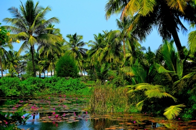 Paradise (Thangaraj Kumaravel)  [flickr.com]  CC BY 
Información sobre la licencia en 'Verificación de las fuentes de la imagen'