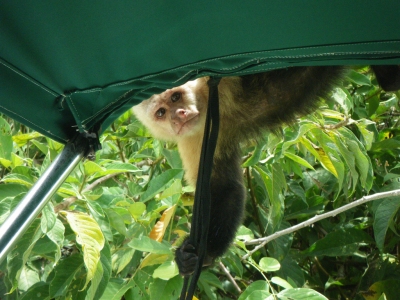 Peek-a-boo (Tom Long)  [flickr.com]  CC BY-SA 
Información sobre la licencia en 'Verificación de las fuentes de la imagen'