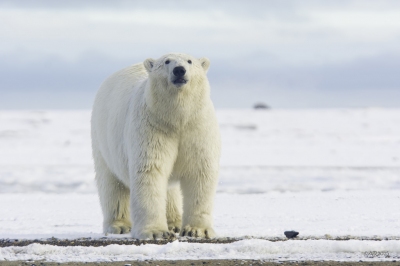 Polar Bear Pose (Anita Ritenour)  [flickr.com]  CC BY 
Información sobre la licencia en 'Verificación de las fuentes de la imagen'