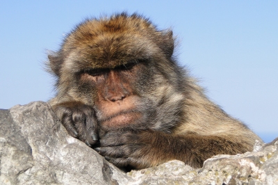 Portrait of Barbary Ape - Rock of Gibraltar - 02 (Adam Jones)  [flickr.com]  CC BY-SA 
Información sobre la licencia en 'Verificación de las fuentes de la imagen'