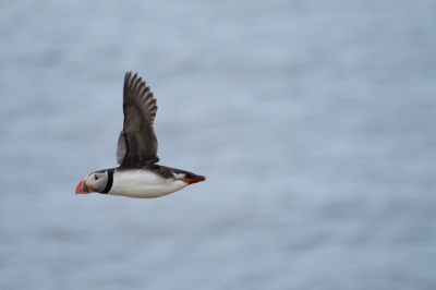 Puffin caught in flight (Stig Nygaard)  [flickr.com]  CC BY 
Información sobre la licencia en 'Verificación de las fuentes de la imagen'