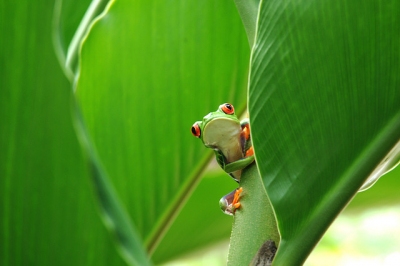 Red Eyed Tree Frog (vincentraal)  [flickr.com]  CC BY-SA 
Información sobre la licencia en 'Verificación de las fuentes de la imagen'