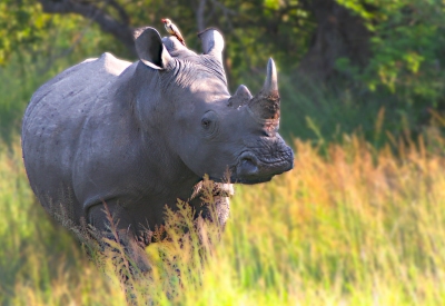 Rhino Hitchhiker (Scott Taylor)  [flickr.com]  CC BY-ND 
Información sobre la licencia en 'Verificación de las fuentes de la imagen'