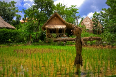 Rice Farm  (Aziz J.Hayat)  [flickr.com]  CC BY 
Información sobre la licencia en 'Verificación de las fuentes de la imagen'