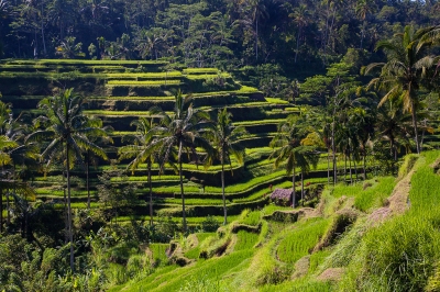 Rice paddies at Ceking (kayugee)  [flickr.com]  CC BY-ND 
Información sobre la licencia en 'Verificación de las fuentes de la imagen'