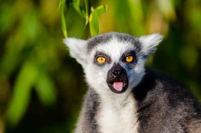 Preestreno: Mejor época para viajar a Madagascar