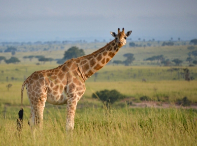 Rothschild's Giraffe, Uganda (Rod Waddington)  [flickr.com]  CC BY-SA 
Información sobre la licencia en 'Verificación de las fuentes de la imagen'