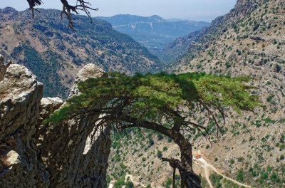 réserve naturelle des cèdres du Liban de Tannourine (tongeron91)  [flickr.com]  CC BY-SA 
Información sobre la licencia en 'Verificación de las fuentes de la imagen'
