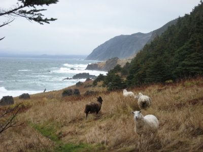 Sheep in Gros Morne National Park, Newfoundland, Canada (Natalie  Lucier)  [flickr.com]  CC BY 
Información sobre la licencia en 'Verificación de las fuentes de la imagen'