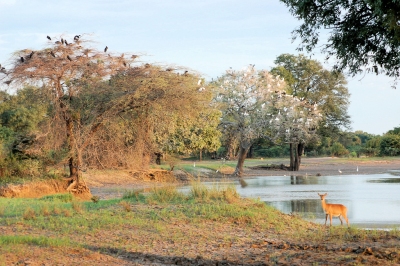 South Luangwa National Park, Zambia (Joachim Huber)  [flickr.com]  CC BY-SA 
Información sobre la licencia en 'Verificación de las fuentes de la imagen'